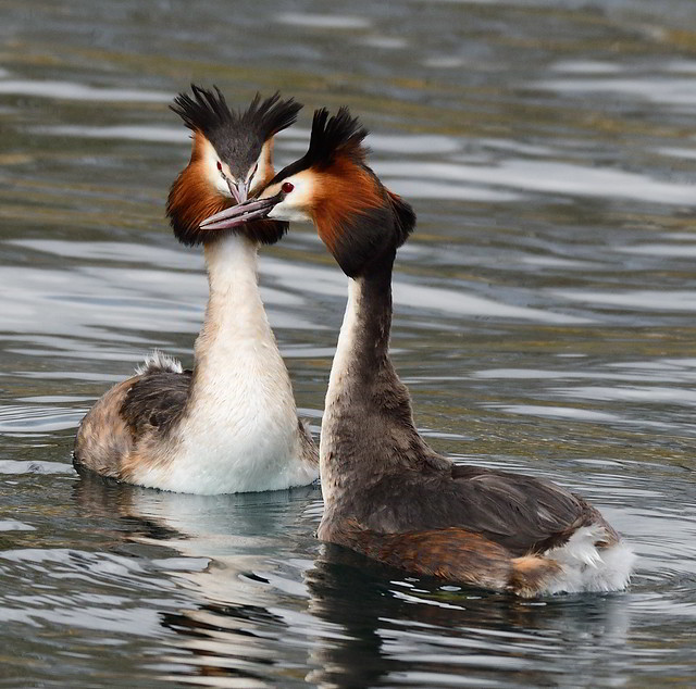 Great Crested Grebes.  Podiceps Cristatus