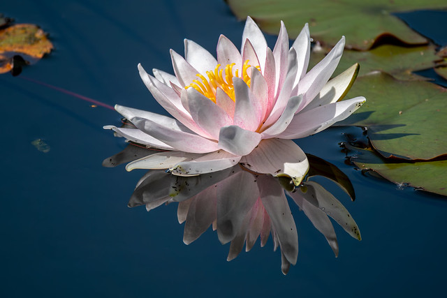 Berlin, Gärten der Welt, Chinesischer Garten: Seerose auf dem See - Berlin, Gardens of the World, Chinese Garden: Water lily on the lake