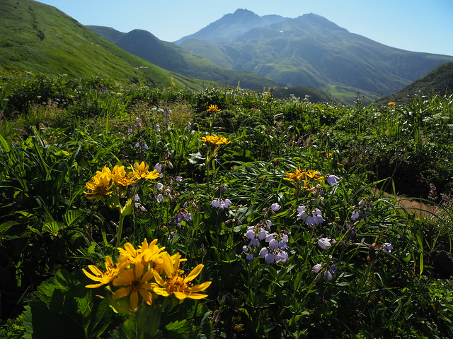 Peak of Mt.Chokai and flowers