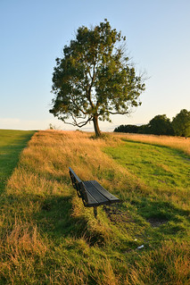 Bench and Tree