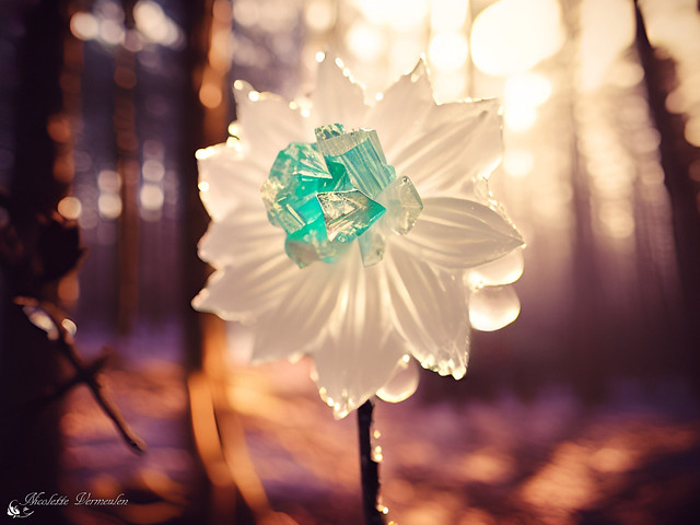 Een bloem van glas