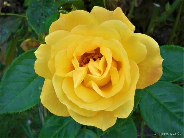 Rose Jaune - Yellow Rose