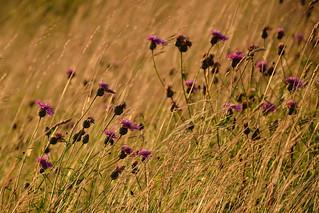 Thistles and Grasses