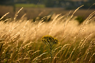 Wild grasses and flowers