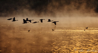Canada Geese silhouetted in Mist