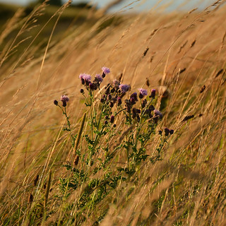 Thistles and Grasses