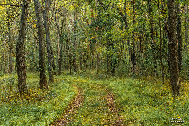 Path Through Woods - 2020-09-27