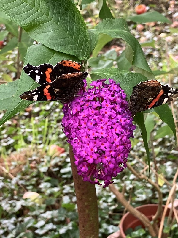 Butterflies on the buddleia
