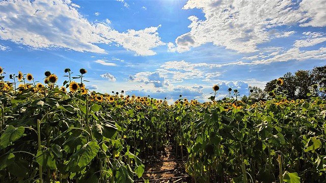 Through a field of sunflowers
