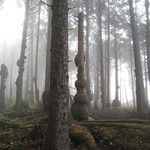 20221006T171524_01 Burls on spruce trees in rainforest.