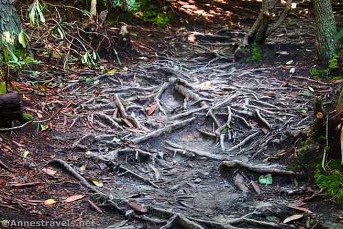 Rhododendron roots along the Long Point Trail, New River Gorge National Park, West Virginia