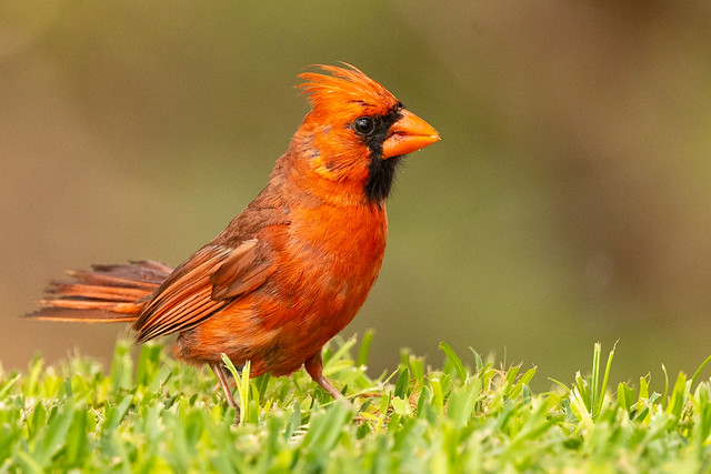 Northern Cardinal (R55_7946)