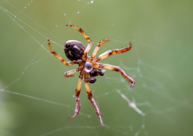 Spider With Waterdrop