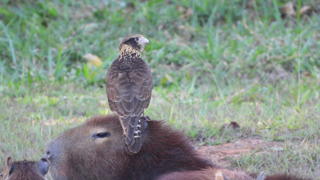 Southern Caracara and  Capybara
