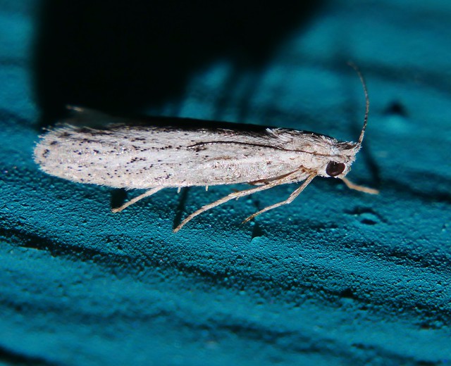 Stub nose moth Vitula sp Assara sp Phycitinae Pyralidae Airlie Beach P1100228