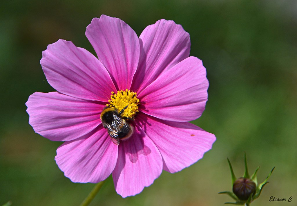 Busy Bee on Cosmos