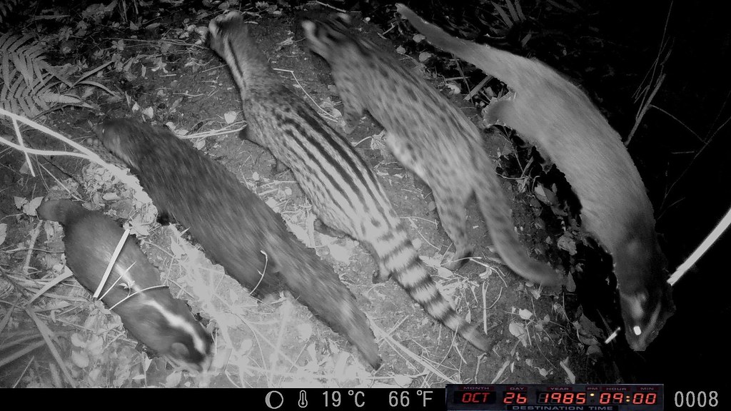 淺山的五種野生動物（由左至右是 鼬獾、食蟹獴、麝香貓、石虎、白鼻心）。圖片來源：李璟泓 提供