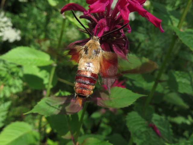 Moth Hummingbird and a Beebalm Flower SOOC IMG_8074
