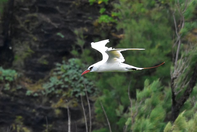 Red-tailed  Tropicbird