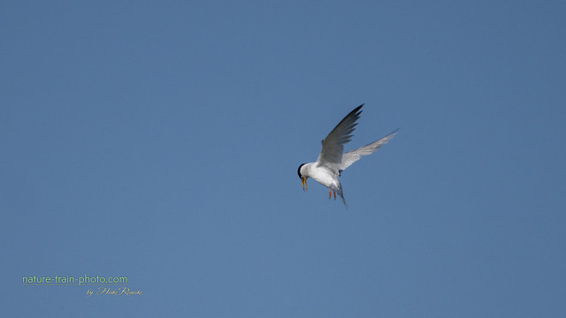 Zwergseeschwalbe / Little Tern