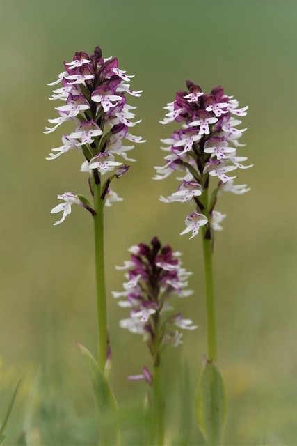 Burnt Orchid (Neotinea ustulata)