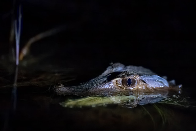 A silent canoe trip under the most brilliant night sky I have ever seen led to Cuvier’s Dwarf Caiman, a tiny crocodilian in Central Brazil.