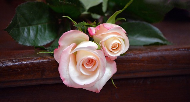 “Of all flowers, methinks a rose is best.” – William Shakespeare, The Two Noble Kinsmen