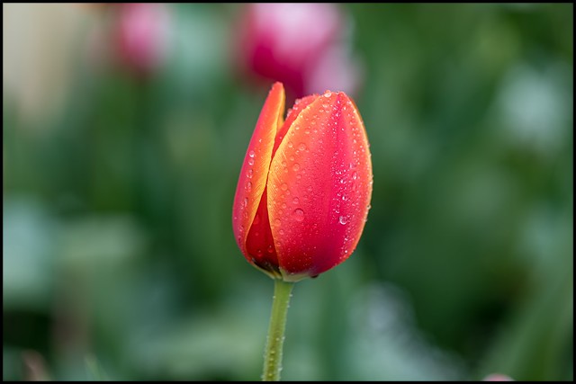 The First Tulip