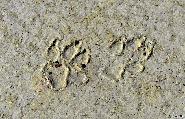 Beast Footprints