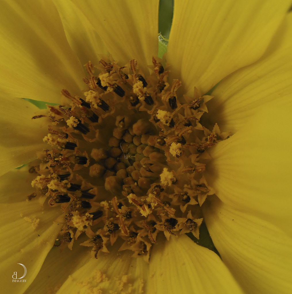 Micro sunflower macro 3