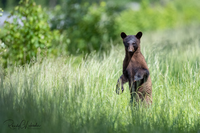 American Black Bear | Ursus americanus | 2023 - 13