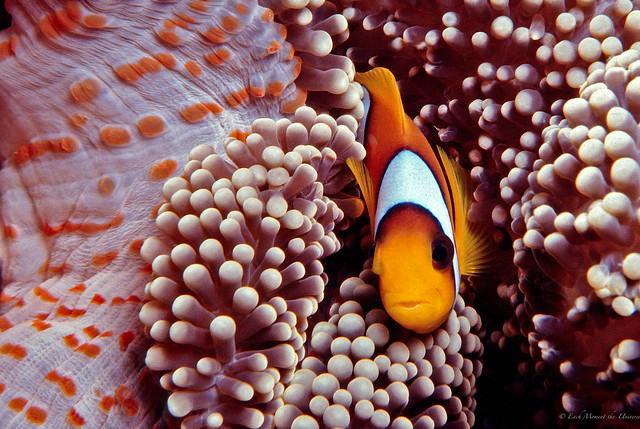 Two Bar Clownfish and its Carpet Anemone in their natural environment, the Red Sea