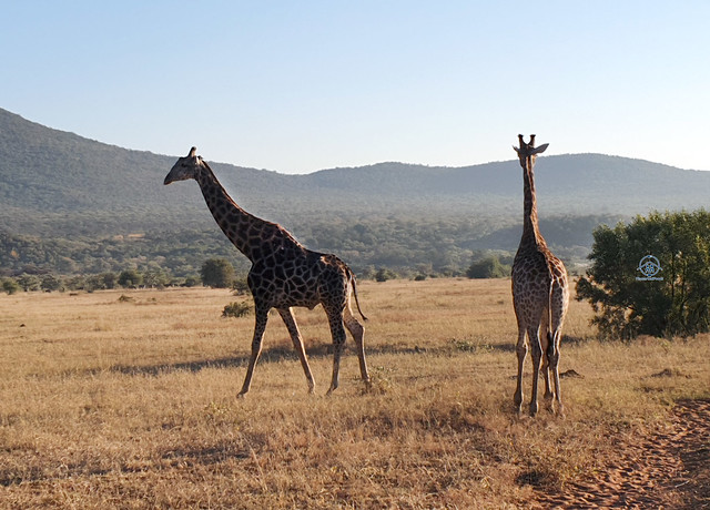 legend safari game giraffes