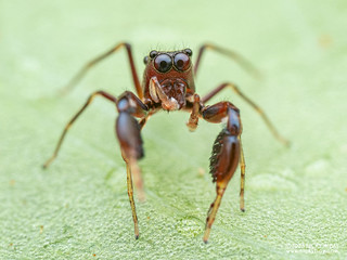 Jumping spider (Leikung sp.) - P7074119
