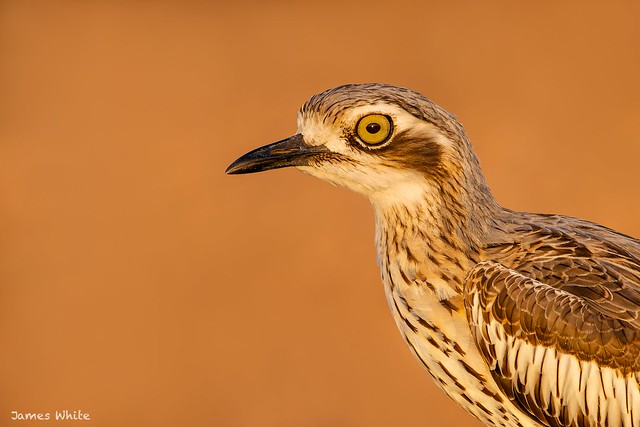 Bush Stone-curlew at sunset.