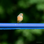 Young Common redstart