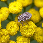 shield bug nymph