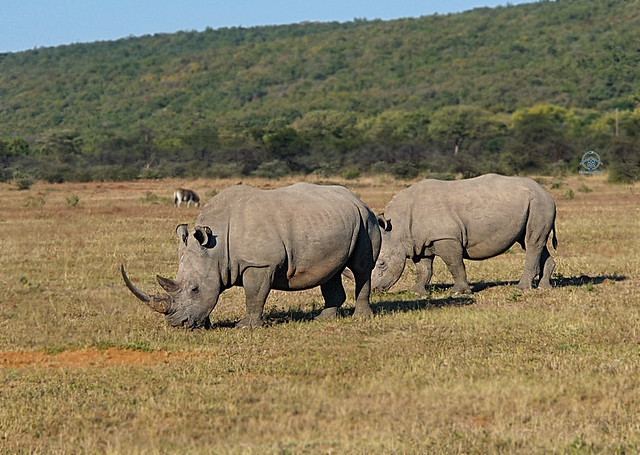 legend safari game rhinos