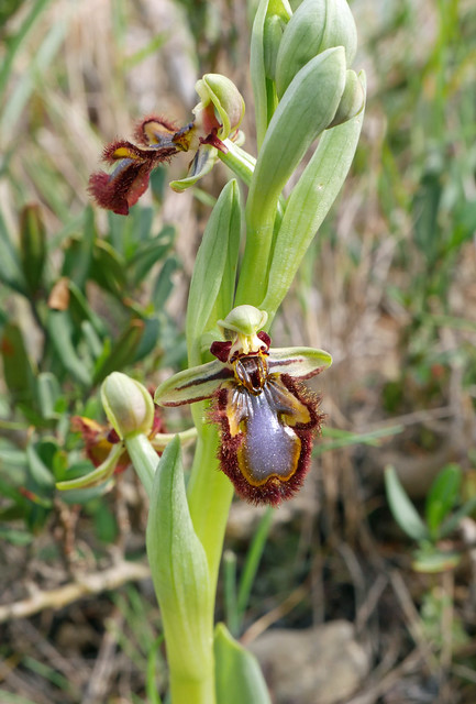 Mirror orchid (Ophrys speculum), Leucate