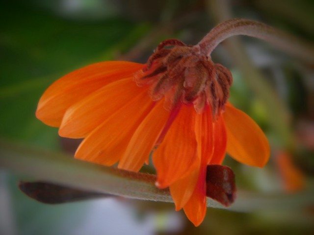 A single orange flower.