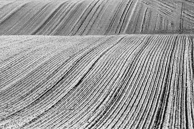Field of lines