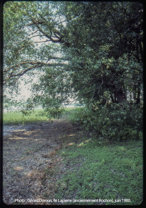 3A) Photo : Gérald Domon, île Lapierre (anciennement Rochon), juin 1980.