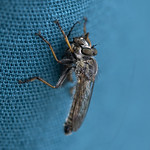 robber fly and prey
