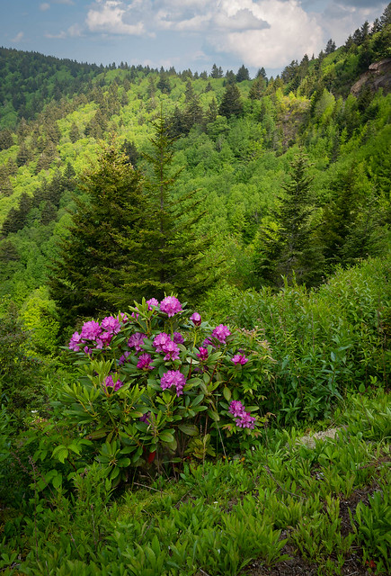 Mountain Rhododendron-0721.jpg