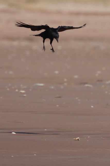 4. Crow cracking a clam - Smart bird in action