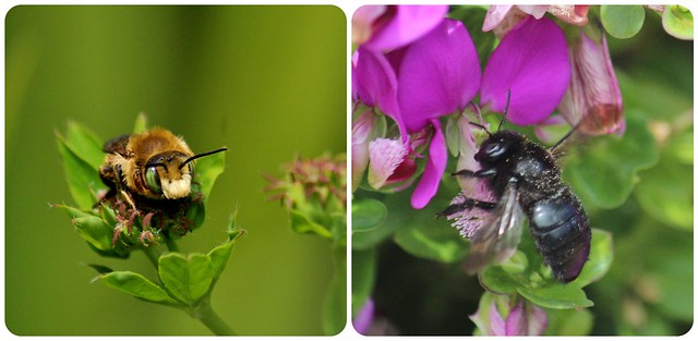 Huge difference in male and female Valley Carpenter Bee