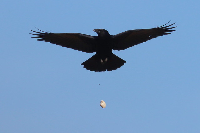 3. Crow cracking a clam - Smart bird in action