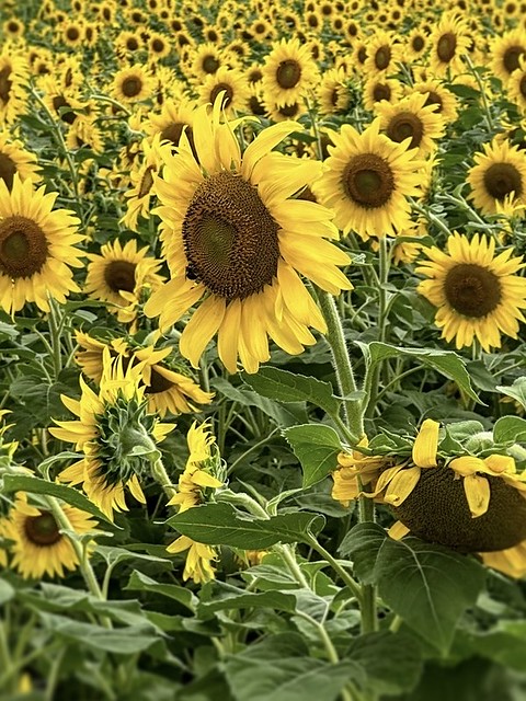 In the Sea of Sunflower
