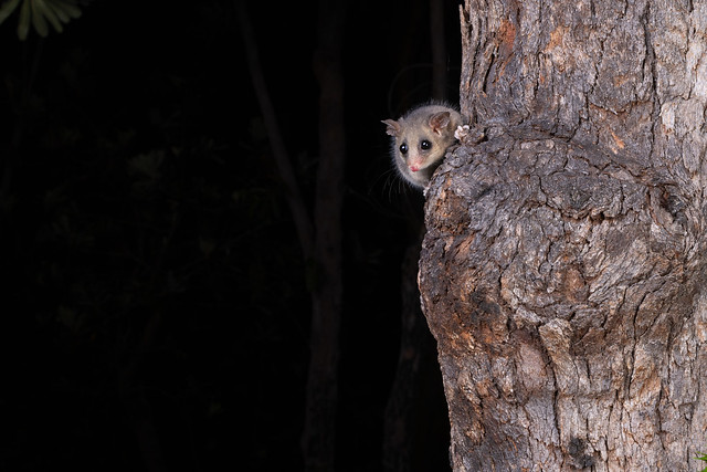 Eastern Pygmy Possum - Cercartetus nanus