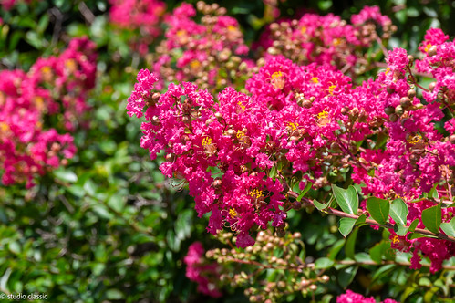 IMGP0570-強化-NR
